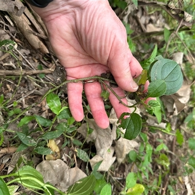 Hackelia latifolia (Forest Hound's Tongue) at  - suppressed by lbradley