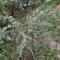 Olearia viscidula (Wallaby Weed) at Kangaroo Valley, NSW - 19 Sep 2025 by lbradley