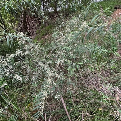 Olearia viscidula (Wallaby Weed) at Kangaroo Valley, NSW - 19 Sep 2025 by lbradley