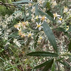 Olearia viscidula at Kangaroo Valley, NSW - suppressed