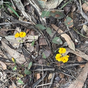 Unverified Plant at Butterwick, NSW - 18 Sep 2025 by MargC