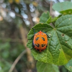 Tectocoris diophthalmus (Cotton harlequin bug) at Shark Creek, NSW - 18 Sep 2025 by Topwood