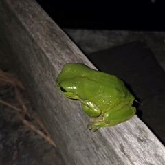 Litoria caerulea (Green Tree Frog) at Shark Creek, NSW - 19 Sep 2025 by Topwood