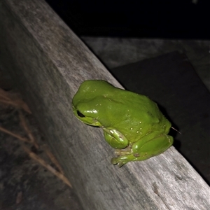 Litoria caerulea (Green Tree Frog) at Shark Creek, NSW - 19 Sep 2025 by Topwood