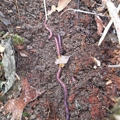 Oligochaeta (class) (Unidentified earthworm) at Tullymorgan, NSW - 18 Sep 2025 by Topwood