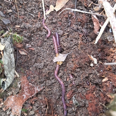 Oligochaeta (class) (Unidentified earthworm) at Tullymorgan, NSW - 18 Sep 2025 by Topwood