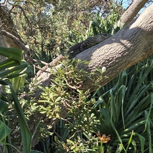 Varanus varius (Lace Monitor) at Diggers Camp, NSW - 16 Sep 2025 by Topwood