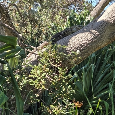 Varanus varius (Lace Monitor) at Diggers Camp, NSW - 16 Sep 2025 by Topwood