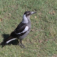Gymnorhina tibicen (Australian Magpie) at Diggers Camp, NSW - 16 Sep 2025 by Topwood