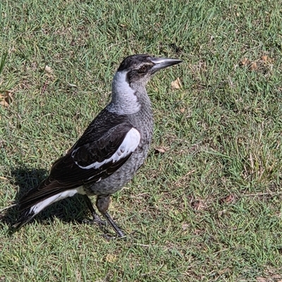 Gymnorhina tibicen (Australian Magpie) at Diggers Camp, NSW - 16 Sep 2025 by Topwood