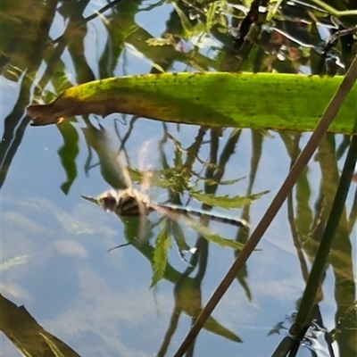 Hemicordulia sp. (genus) (an emerald) at Melbourne, VIC - 19 Sep 2025 by Hejor1