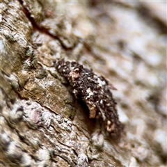 Cebysa leucotelus (Australian Bagmoth) at Melbourne, VIC - 19 Sep 2025 by Hejor1