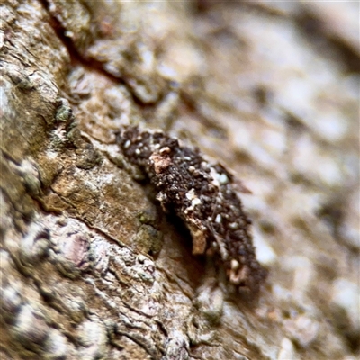 Cebysa leucotelus (Australian Bagmoth) at Melbourne, VIC - 19 Sep 2025 by Hejor1
