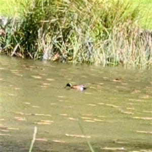 Anas castanea (Chestnut Teal) at Melbourne, VIC - 19 Sep 2025 by Hejor1
