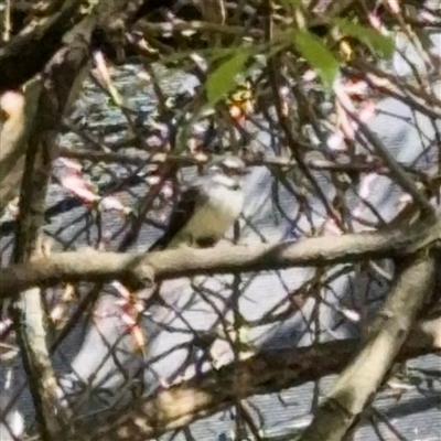 Rhipidura albiscapa (Grey Fantail) at Melbourne, VIC - 19 Sep 2025 by Hejor1