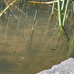 Gambusia holbrooki (Gambusia, Plague minnow, Mosquito fish) at South Yarra, VIC - 19 Sep 2025 by Hejor1