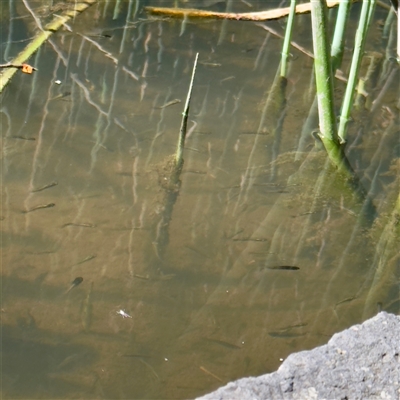 Gambusia holbrooki (Gambusia, Plague minnow, Mosquito fish) at South Yarra, VIC - 19 Sep 2025 by Hejor1