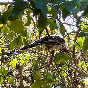 Anthochaera carunculata (Red Wattlebird) at Melbourne, VIC - 19 Sep 2025 by Hejor1
