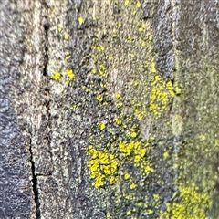 Chrysothrix sp. (genus) (A gold dust lichen) at Melbourne, VIC - 19 Sep 2025 by Hejor1