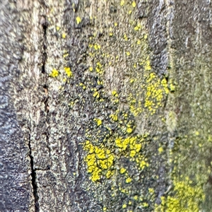 Chrysothrix sp. (genus) (A gold dust lichen) at Melbourne, VIC - 19 Sep 2025 by Hejor1