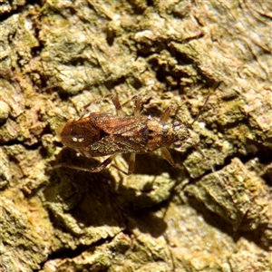 Lygaeidae (family) at Melbourne, VIC - 19 Sep 2025 by Hejor1