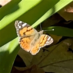 Vanessa kershawi (Australian Painted Lady) at Melbourne, VIC - 19 Sep 2025 by Hejor1