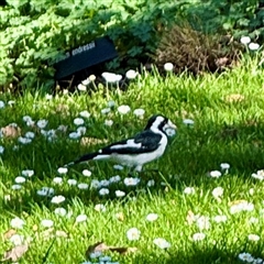 Grallina cyanoleuca (Magpie-lark) at Melbourne, VIC - 19 Sep 2025 by Hejor1