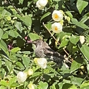 Anthochaera chrysoptera (Little Wattlebird) at Melbourne, VIC - 19 Sep 2025 by Hejor1