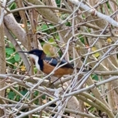 Acanthorhynchus tenuirostris (Eastern Spinebill) at Melbourne, VIC - 19 Sep 2025 by Hejor1