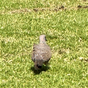 Spilopelia chinensis (Spotted Dove) at Melbourne, VIC - 19 Sep 2025 by Hejor1