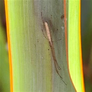 Tetragnatha sp. (genus) (Long-jawed spider) - 19 Sep 2025 by Hejor1
