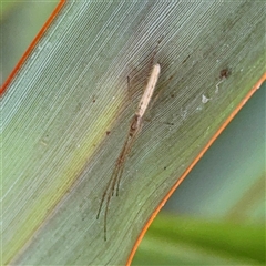 Tetragnatha sp. (genus) at Undefined Area - 19 Sep 2025 01:32 PM
