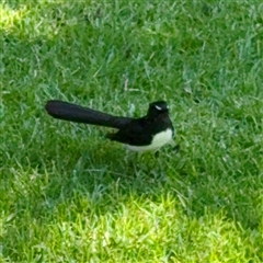 Rhipidura leucophrys (Willie Wagtail) at Melbourne, VIC - 19 Sep 2025 by Hejor1