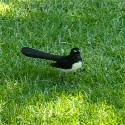 Rhipidura leucophrys (Willie Wagtail) at Melbourne, VIC - 19 Sep 2025 by Hejor1