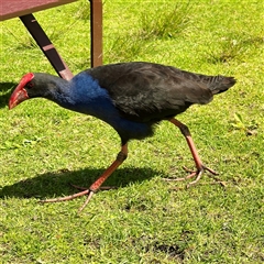 Porphyrio melanotus (Australasian Swamphen) at Melbourne, VIC - 19 Sep 2025 by Hejor1