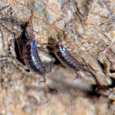 Porcellionides pruinosus at Melbourne, VIC - 19 Sep 2025 by Hejor1