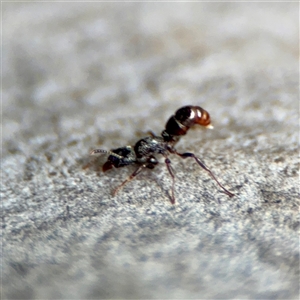 Rhytidoponera sp. (genus) (Rhytidoponera ant) at Melbourne, VIC - 19 Sep 2025 by Hejor1