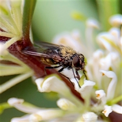 Calliphora sp. (genus) at Melbourne, VIC - 19 Sep 2025 12:56 PM