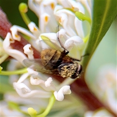 Calliphora sp. (genus) at Melbourne, VIC - 19 Sep 2025 12:56 PM
