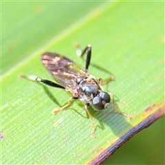 Exaireta spinigera (Garden Soldier Fly) at Melbourne, VIC - 19 Sep 2025 by Hejor1