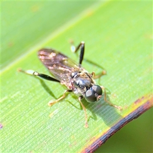 Exaireta spinigera (Garden Soldier Fly) at Melbourne, VIC - 19 Sep 2025 by Hejor1