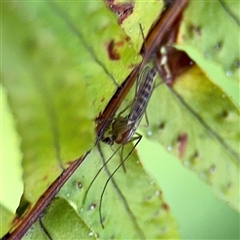 Chironomidae (family) (Non-biting Midge) at Melbourne, VIC - 19 Sep 2025 by Hejor1