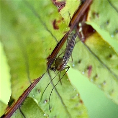 Chironomidae (family) (Non-biting Midge) at Melbourne, VIC - 19 Sep 2025 by Hejor1