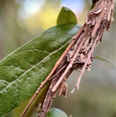 Psychidae (family) IMMATURE (Unidentified case moth or bagworm) at Melbourne, VIC - 19 Sep 2025 by Hejor1