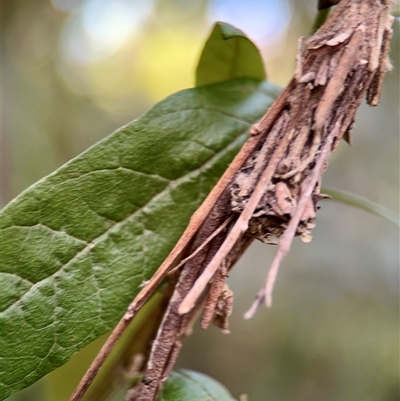 Psychidae (family) IMMATURE (Unidentified case moth or bagworm) at Melbourne, VIC - 19 Sep 2025 by Hejor1