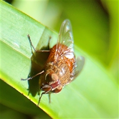 Calliphora ochracea at Melbourne, VIC - 19 Sep 2025 12:47 PM