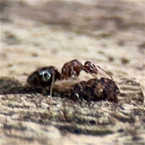 Formicidae (family) (Unidentified ant) at Melbourne, VIC - 19 Sep 2025 by Hejor1