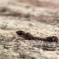 Formicidae (family) at Melbourne, VIC - 19 Sep 2025 02:44 PM