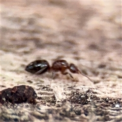 Formicidae (family) at Melbourne, VIC - 19 Sep 2025 02:44 PM