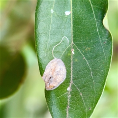 unidentified leaf miner at Melbourne, VIC - 19 Sep 2025 by Hejor1